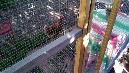 Tyrone, Sven, and Booger enjoying my outdoor cat enclosure
