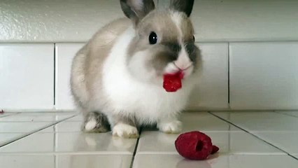Lapin mange une framboise
