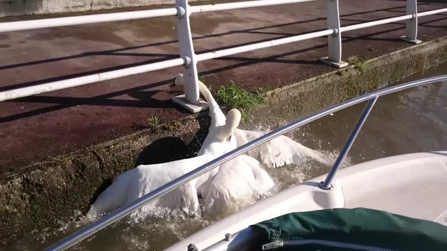 Bataille de cygnes sur la Seine - Ultra violence animale - PAS PRATIQUE