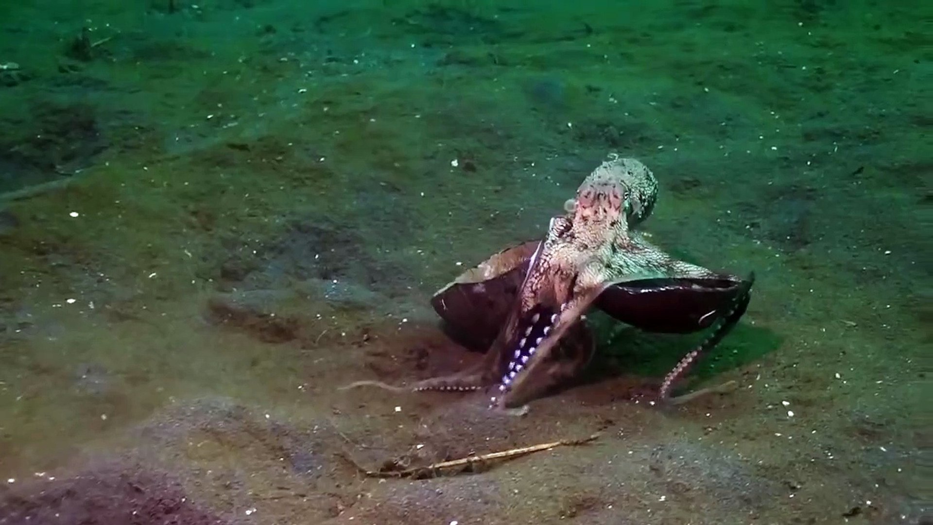 ⁣Coconut octopus move