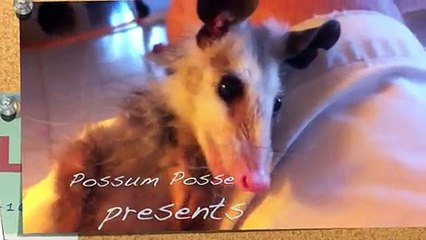 Possum Posse Nugget Possum Fairy A wink is as good as a yawn