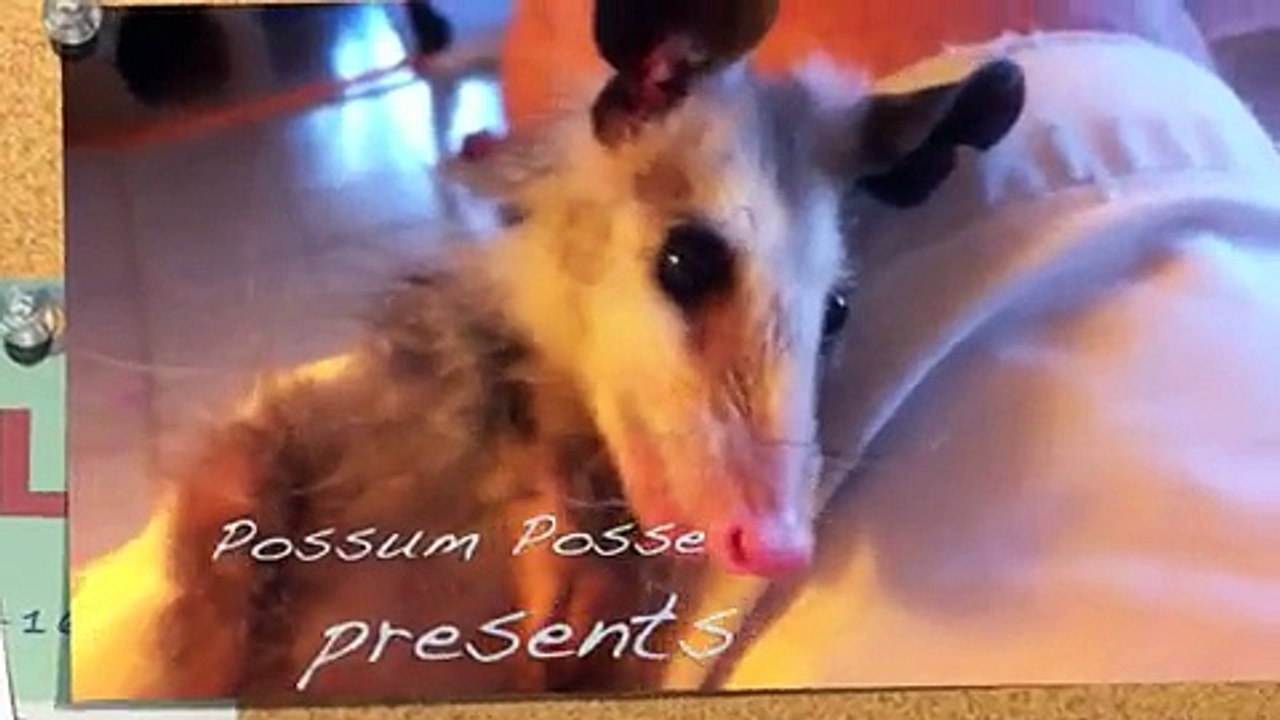 Possum Posse Nugget Possum Fairy A wink is as good as a yawn