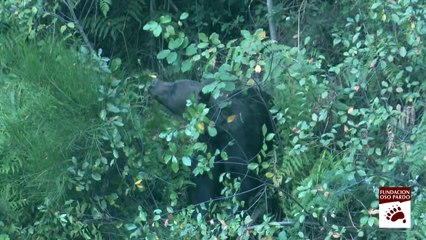 Oso cantábrico comiendo frutos de arraclán - Cantabrian bear feeding on Alder Buckthorn berries