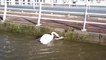 A swan beats another - Battle of swans - wild life