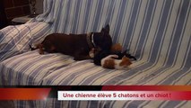 Une chienne élève 5 chatons et un chiot avec amour