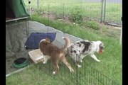 australian shepherd puppies