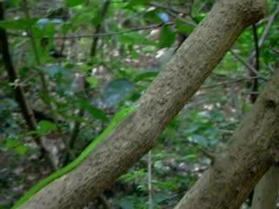Thaïlande : un serpent vert sur le chemin