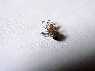 Tegenaria Atrica - Molting