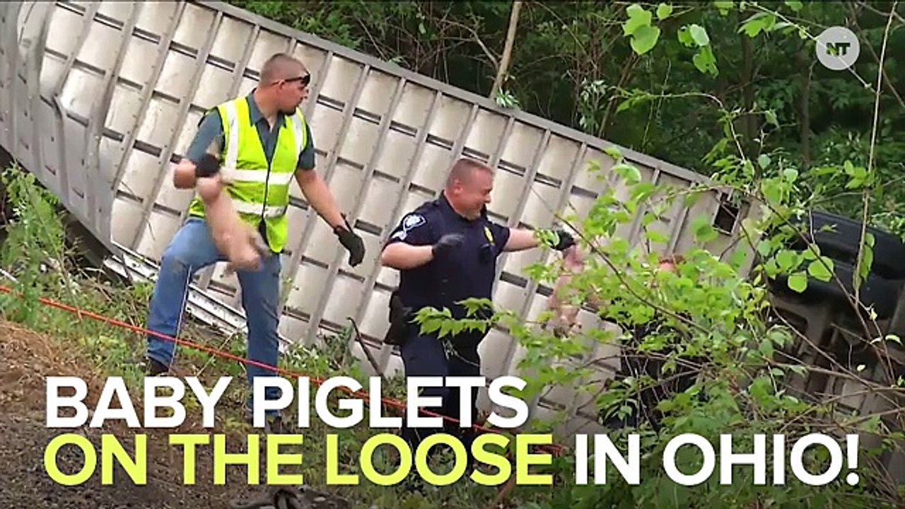 Fugitive Piglets Escape, Cry 'Wee Wee Wee' All The Way Home