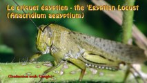 Le criquet égyptien - the Egyptian Locust (Anacridium aegyptium)