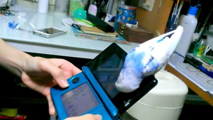 「ゲームしてないで構ってよ～！」甘えん坊なセキセイインコ　Budgerigar