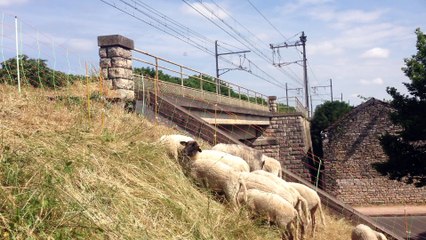 "Des moutons entretiennent les voies de la SNCF à Dijon"