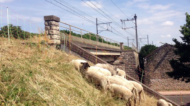 Des moutons entretiennent les voies de la SNCF à Dijon