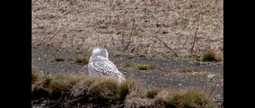 Snowy Owls in NYS 2014 - Полярные совы в Нью-Йорке