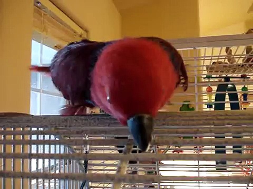 Handicapped Eclectus Gracie Scooting