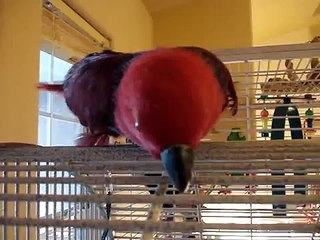 Handicapped Eclectus Gracie Scooting