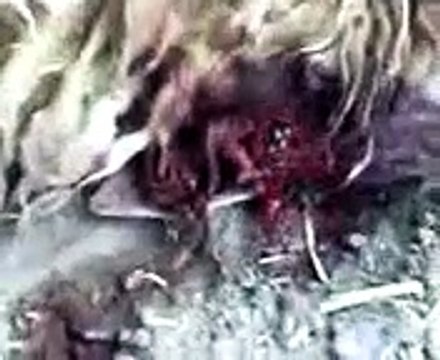 Iraqi desert wolf ...... ذئب الجزيرة العراقي