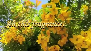 Acacia ... ah, this fragrance! ... ...