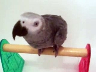 African Grey Parrot "Polly" taking bath