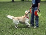 Golden Retriever the Bond is the big player in a Dog Frisbee