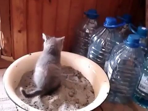 Un chaton s'évanouit quand il fait caca