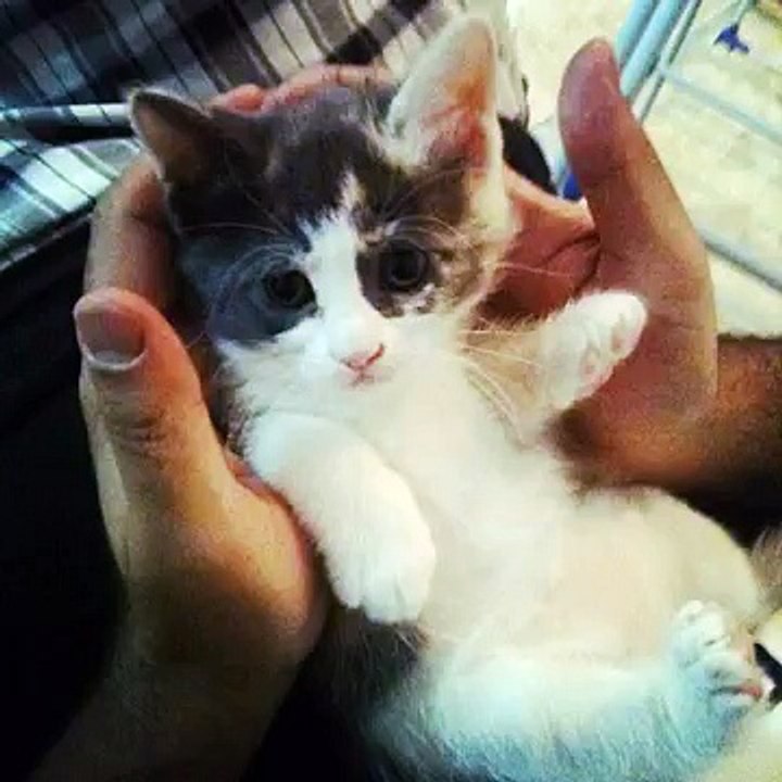 #animals #animal #pet #TagsForLikes #dog #cat #dogs #cats #photooftheday #cute #pets #instagood #a