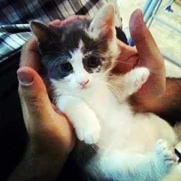 #animals #animal #pet #TagsForLikes #dog #cat #dogs #cats #photooftheday #cute #pets #instagood #a