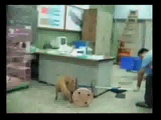 dogs in Taiwan 當前台灣虐狗實錄 ( DOG 2 )