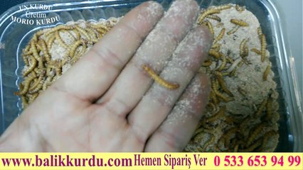 Un Kurdu Üretim Üretim www.balikkurdu.com