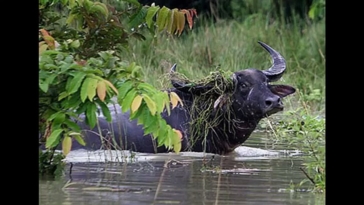 De gevaarlijkste dieren top #10