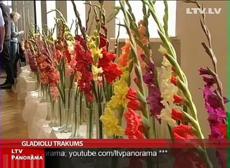 Gladiolu audzētājiem šogad bijis nelabvēlīgs gads