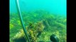 Scuba Diving, Shipwreck Mira Flores, Rottnest Island Western Australia