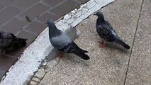Rock Pigeons (Rock Doves) in Thailand
