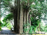Ficus Benghalensis-Mucuna Pruriens.wmv