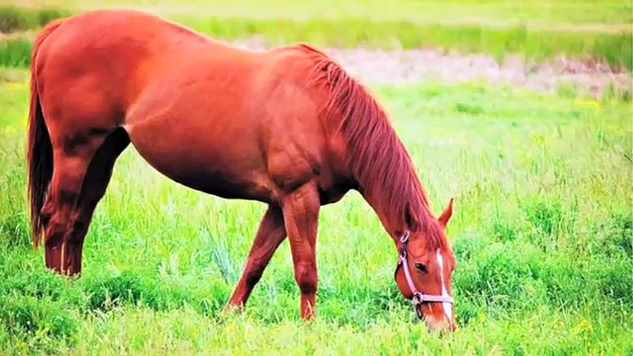 Noah's Animal Health Care - 4 life transfer factor Pet Health Natural