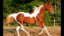Most Beautiful Horses In The World - NPMAKE.COM