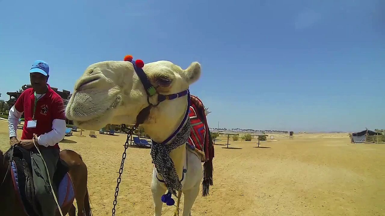 Marsa Alam - Sentido Oriental Dream Resort - Ägypten 2014 - Schnorcheln - GOPRO - egypt - hurghada