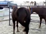 حصان يطرح بعير سبحان الله An Arabian horse knocks down a camel WOW!!