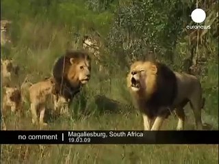 يلعب مع اسود وكأنه ابن لهم