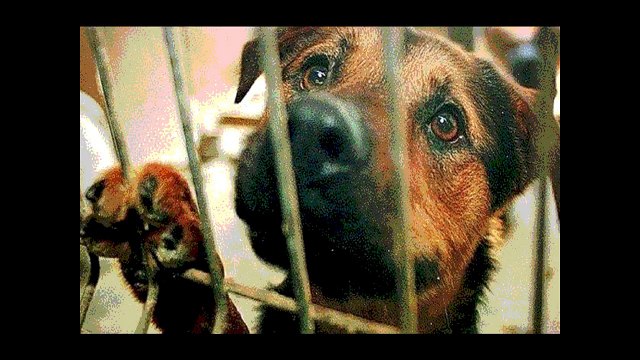 En memoria de Schnauzi y los animales maltratados