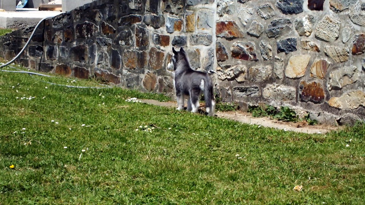 Legend Of The guardians Of Noble's Snowstars 6 weeks