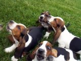 Basset Hound puppies howling
