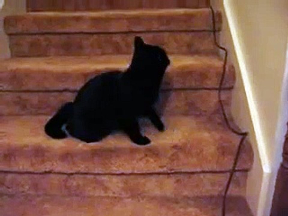 Black Cat Runs Into Camera