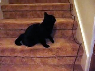 Black Cat Runs Into Camera