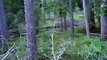 Strange Russian Yeti Creature Caught On Tape Hopping