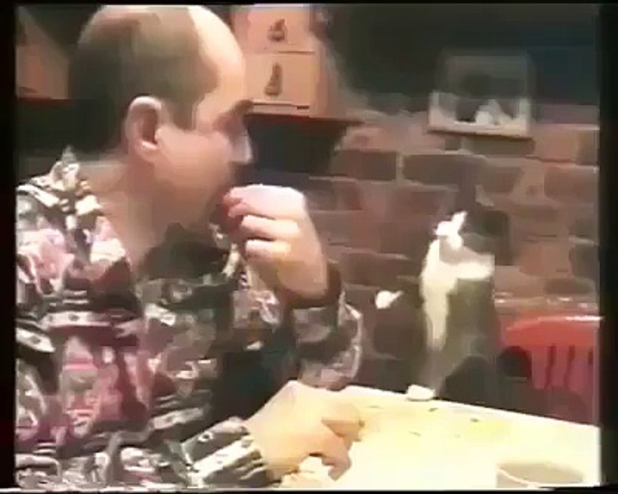 Well Trained Cat