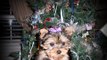 Priceless Yorkie Puppy Zoey Yorkshire Terrier Puppy Slide show