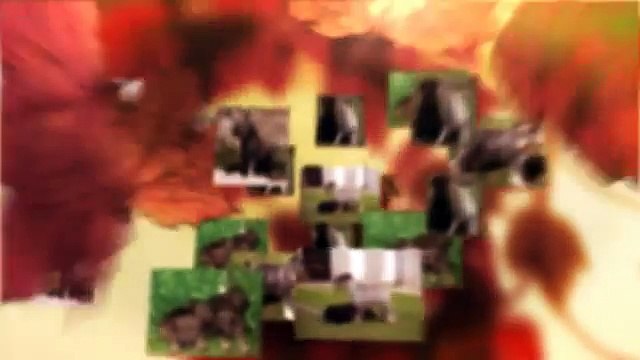 Como Adiestrar a un Schnauzer Mediano Secretos para Entrenar a un Schnauzer Mediano