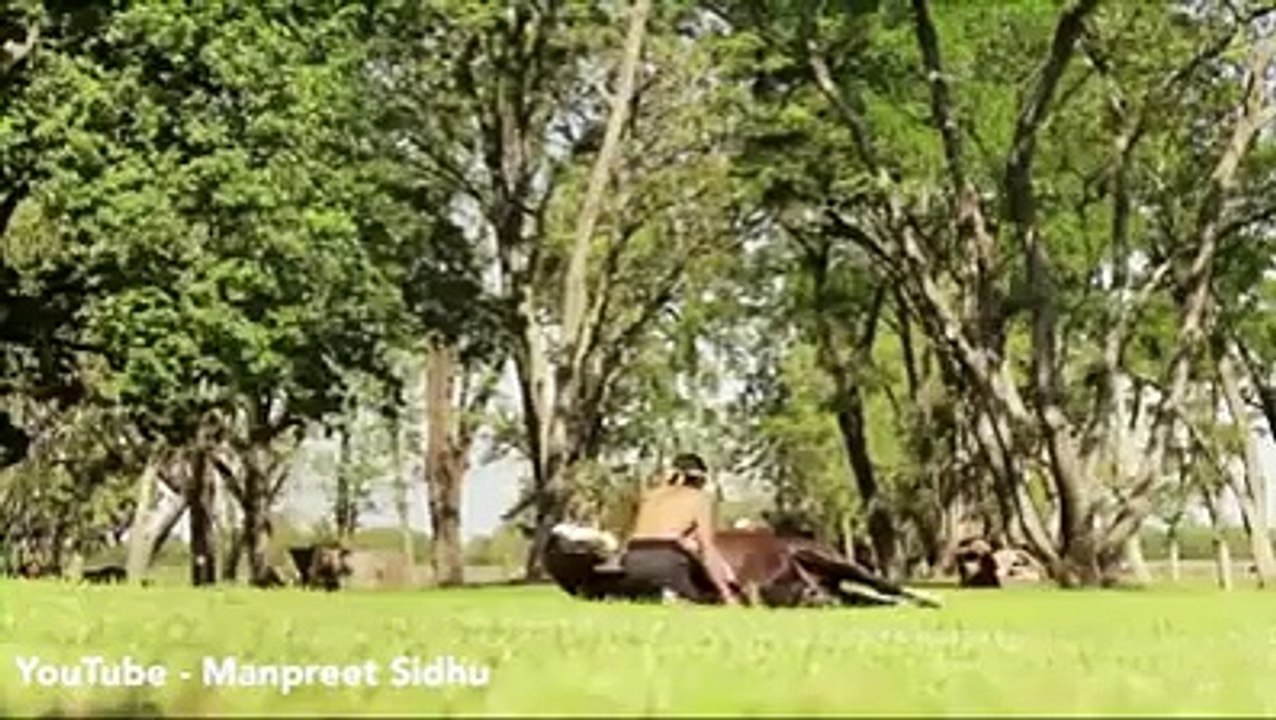 Horse Exercising