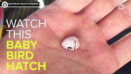 Watch The Cutest, Tiniest Bird Hatch In A Man's Hand